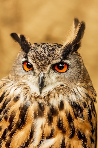 Cerca de EagleOwl euroasiático con fondo borroso