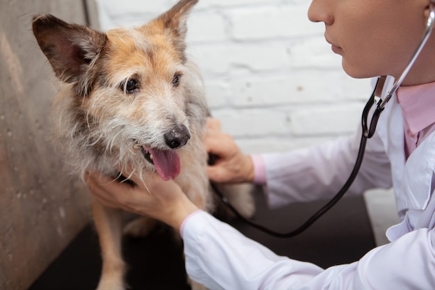 Cerca de un encantador perro de refugio de raza mixta en examen médico en la oficina de veterinarios