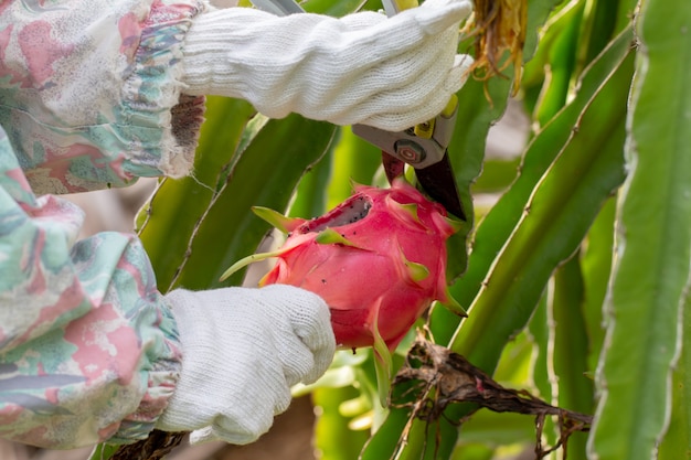 Cerca de enfermedades en la fruta del dragón en el jardín