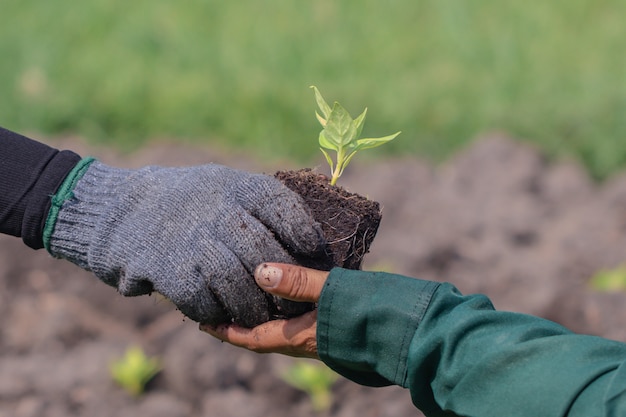 De cerca con enfoque selectivo en una planta de semillero