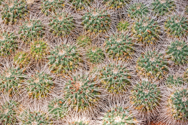 Cerca de enorme arrenge de cactus en un jardín botánico, concepto de naturaleza