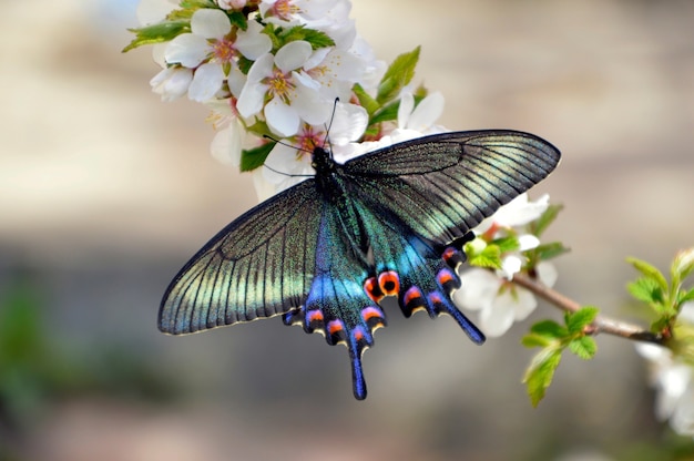 Cerca de una especie de mariposa