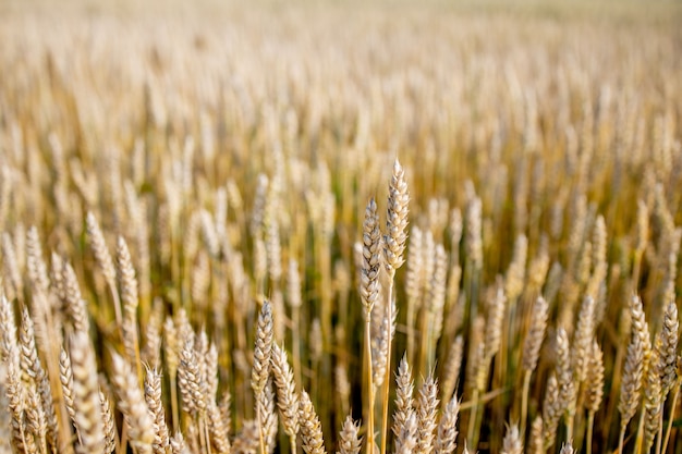 Cerca de espigas de trigo en campo