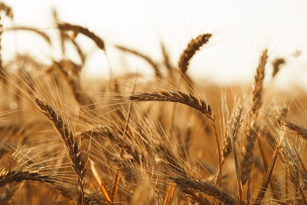 Cerca de espigas de trigo dorado en el campo