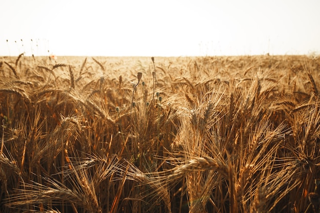 Cerca de espigas de trigo dorado en el campo