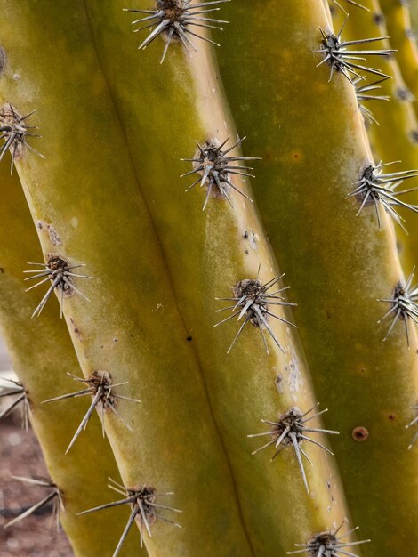 Cerca de las espinas de un cactus en el desierto