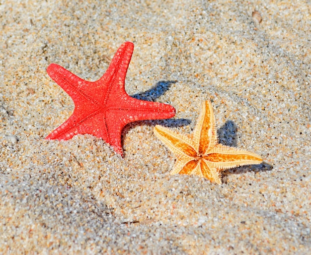 Cerca de una estrella de mar roja sobre guijarros blancos