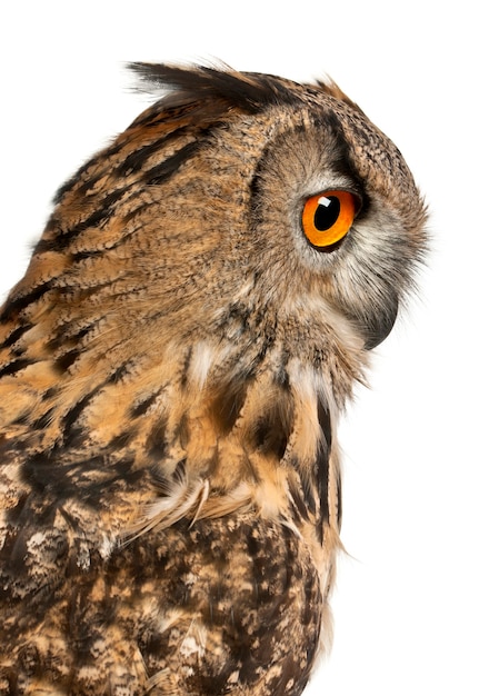 Foto cerca de eurasia eagle-owl bubo bubo una especie de búho real aislado