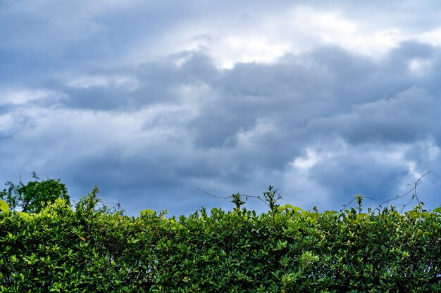 Cerca de Ficus annulata contra el oscuro cielo nublado