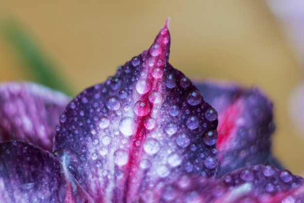 Cerca de la flor de Adenium pétalo de flor