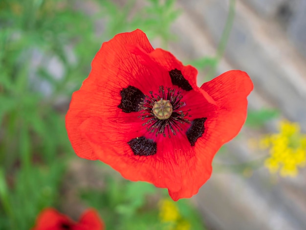 Cerca de la flor de amapola roja