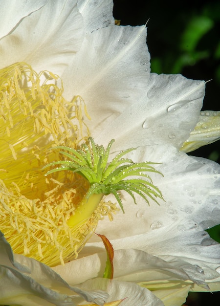 Cerca de flor amarilla