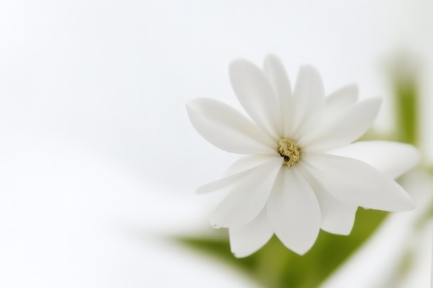 Cerca de flor blanca sobre fondo blanco.