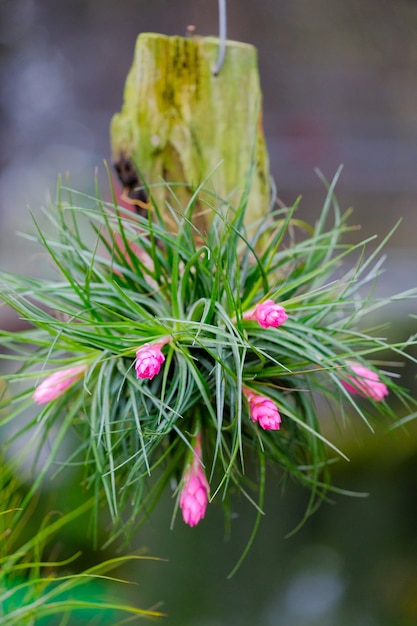 Foto cerca de la flor de bromelia hermosas flores