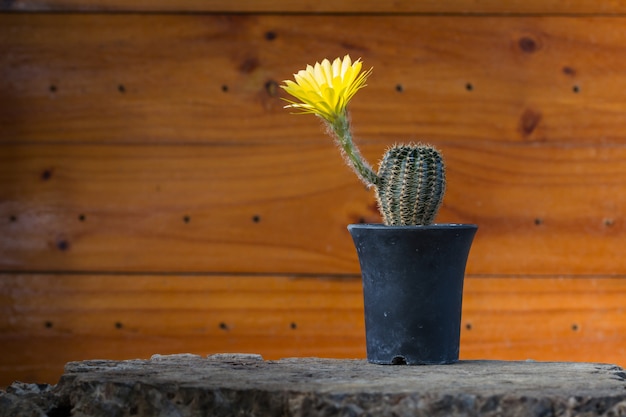 Foto cerca de la flor de cactus