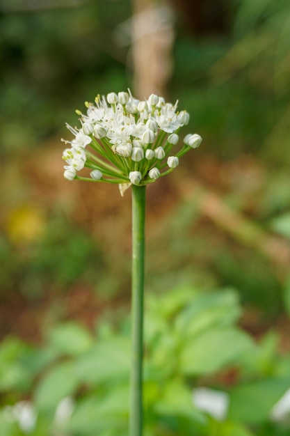 Cerca de la flor de cebolleta en el jardín retoño de cebolla tierna