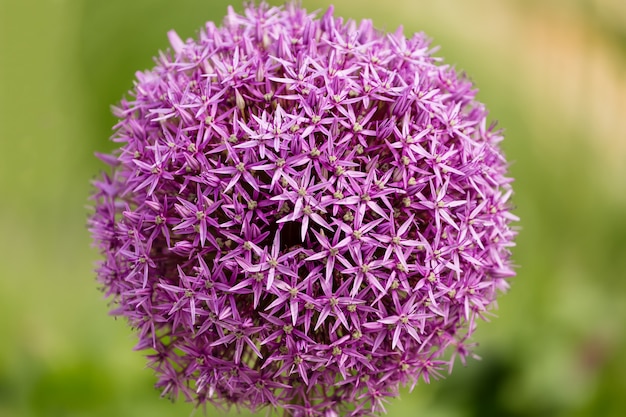 Cerca de una flor de cebollino Allium jesdianum