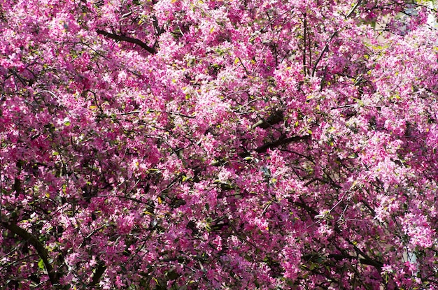 Cerca de la flor de cerezo de primavera