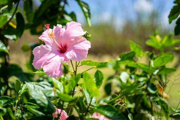 Cerca de la flor de Chaba (hibisco) en flor con hojas en el jardín