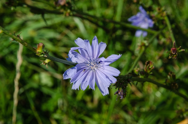 Cerca de una flor delphinium elatum en flor. Flores de color azul púrpura de Larkspur 'Pagan Purples' Delphinium