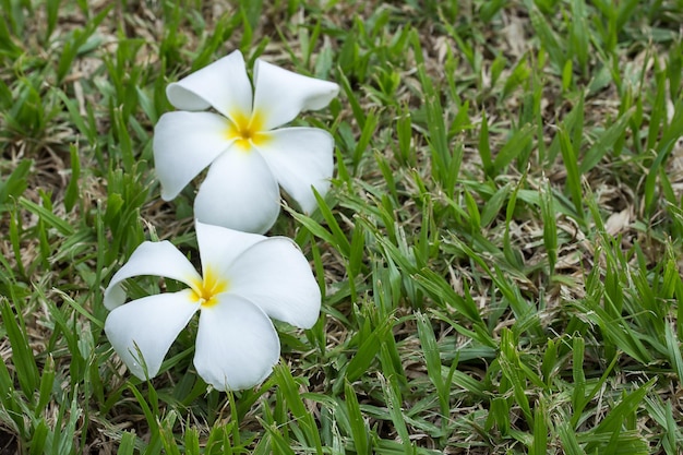 Cerca de flor Frangipani