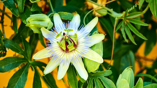 Cerca de la flor de la fruta de la pasión en verano. Soshi