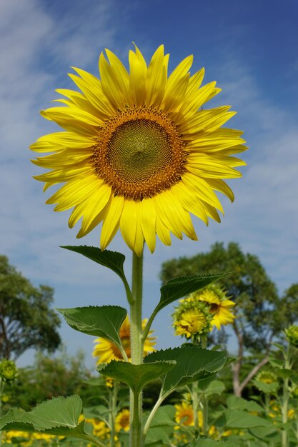 Cerca de flor de girasol en el jardín