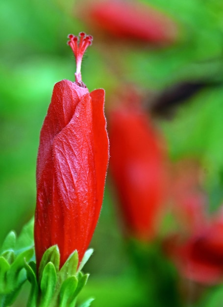 Cerca de una flor de hibisco chile rojo