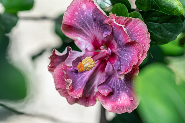 Foto cerca de la flor de hibisco de taiwán en el jardín