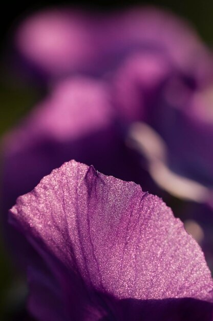 Foto cerca de flor de iris púrpura