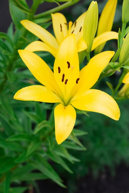 Cerca de una flor de lirio amarillo lirio