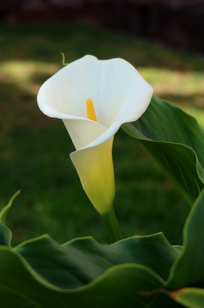 Cerca de una flor de lirio blanco puro en el follaje de color verde oscuro