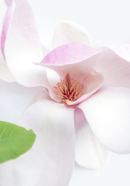 Cerca de flor de Magnolia blanca y rosa sobre el fondo blanco.