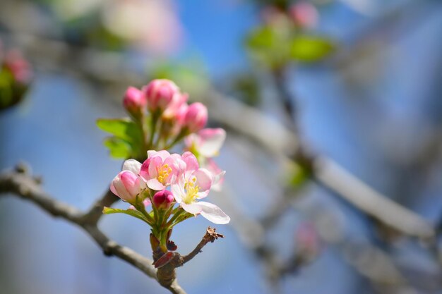 Cerca de una flor de manzana en un claro día de primavera