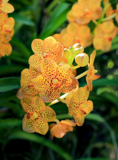 Cerca de una flor de orquídea hermosa de la naturaleza