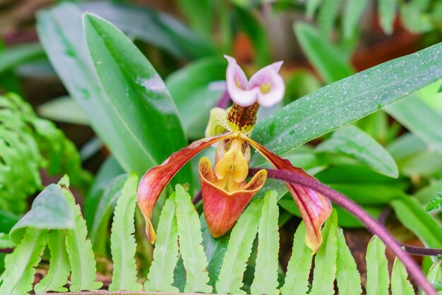 Cerca de flor de orquídea Paphiopedilum en jardín botánico