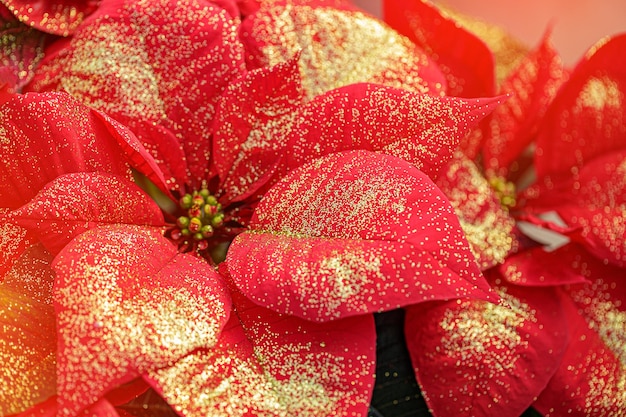 Cerca de flor de pascua roja