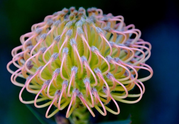 Cerca de una flor protea Acerico