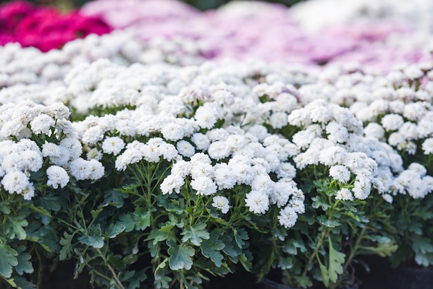 Cerca de la flor de racimo crisantemo blanco hermoso fondo de textura / flores de crisantemo decoración floreciente celebración del festival