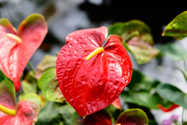 Foto cerca de la flor roja del anthurium en jardín botánico