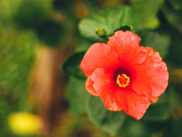 Cerca de la flor roja