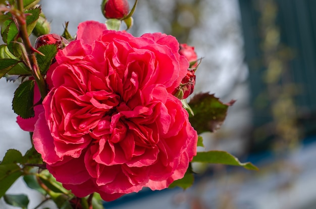 Cerca de flor rosa