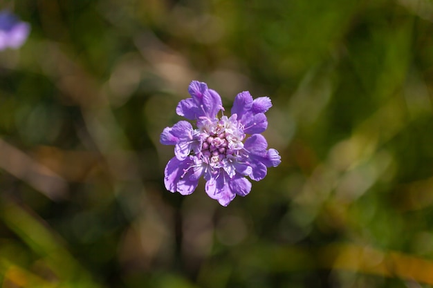 Cerca de la flor Scabiosa, es un género de la familia de plantas con flores madreselva