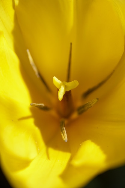 Cerca de flor de tulipán amarillo