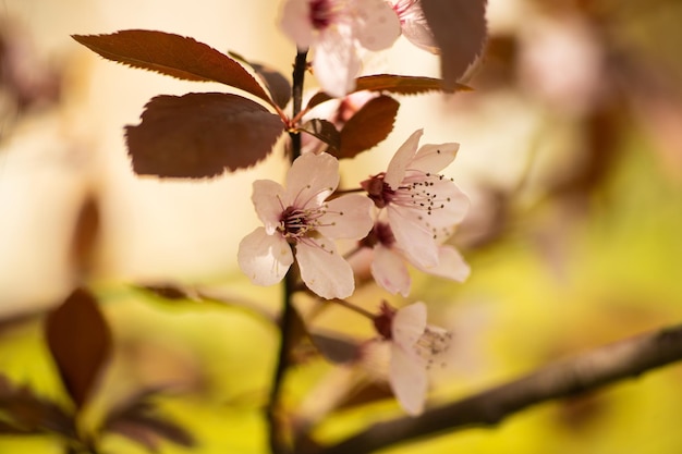 Cerca de la floración de flores