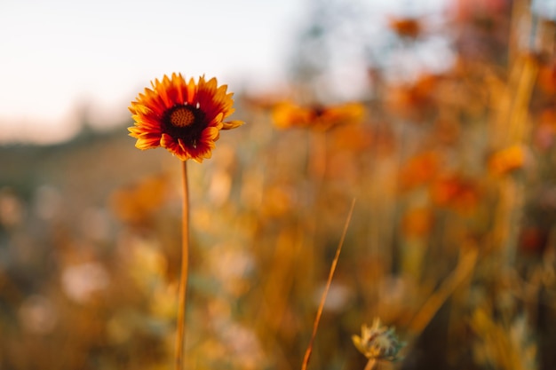 Cerca de la floración de hermosas flores silvestres naturales al amanecer el enfoque selectivo profundidad de campo