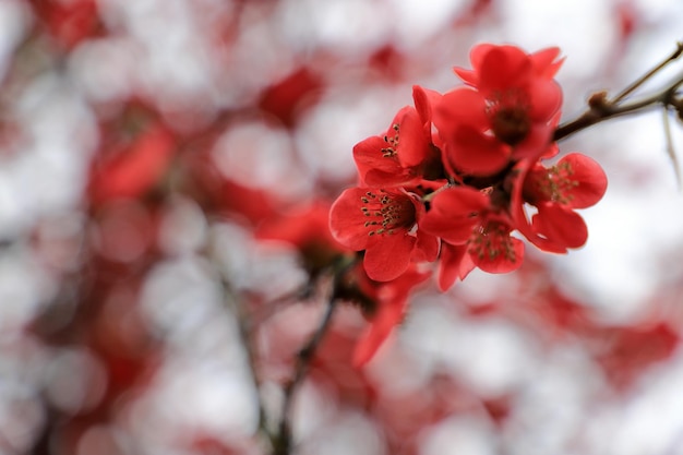 Cerca de la floración del quince en primavera