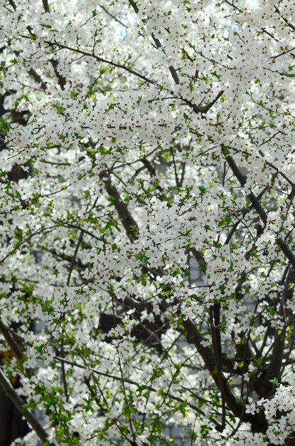 Cerca de floreciente árbol de manzana verde con flores blancas