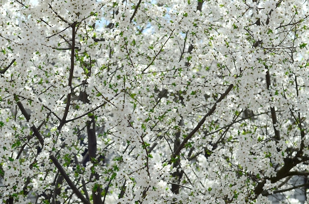 Cerca del floreciente manzano verde con flores blancas