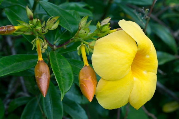 Cerca de las flores amarillas de la campana (Allamanda cathartica L.)